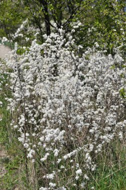 İlkbaharda vahşi doğada kara dikenler çiçek açar.