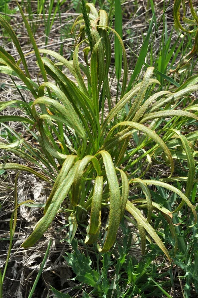 Spring Growing Nature Falcaria Vulgaris — Stock Photo, Image