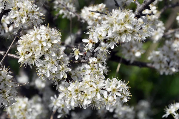 Primavera Selvagem Arbusto Espinheiro Negro Floresce — Fotografia de Stock