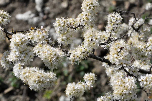 Våren Det Vilda Blommar Törnbusken — Stockfoto