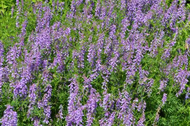 Vicia tenuifolia vahşi çayırlarda çiçek açar.