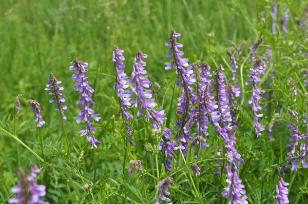 Vicia Tenuifolia Floresce Prado Natureza — Fotografia de Stock