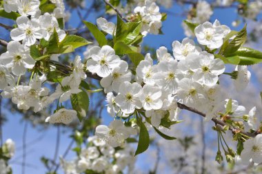 Baharda, kiraz beyazlar içinde çiçek açar.