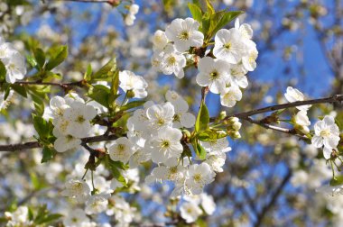 Baharda, kiraz beyazlar içinde çiçek açar.