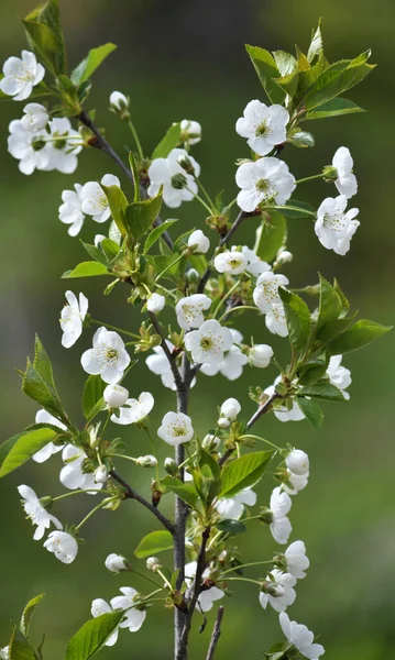 Tavasszal Cseresznyevirág Fehérben Virágzik — Stock Fotó
