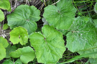 Coltsfoot yazın vahşi doğada büyür.