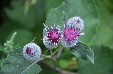 Yazın, yabani doğada burdock çiçekleri açar.