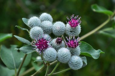 Yazın, yabani doğada burdock çiçekleri açar.