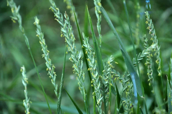 Naturaleza Una Planta Cereal Hierba Sofá Elymus Repens Crece Prado — Foto de Stock