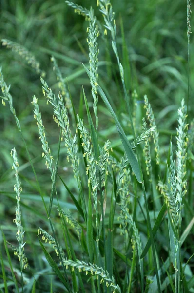 Wild Couch Grass Elymus Repens Cereal Plant Grows Meadow — Stock Photo, Image