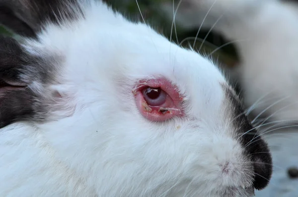 Home rabbit patient with viral myxomatosis disease