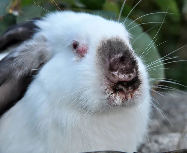 Home Rabbit Patient Viral Myxomatosis Disease — Stock Photo, Image