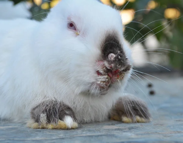 Home Rabbit Patient Viral Myxomatosis Disease — Stock Photo, Image