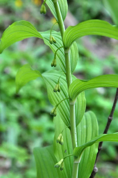 Bosque Primaveral Crece Planta Floreciente Silvestre Polygonatum Multiflorum — Foto de Stock