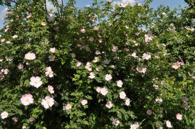 Baharda, yaban gülü filizlenir.