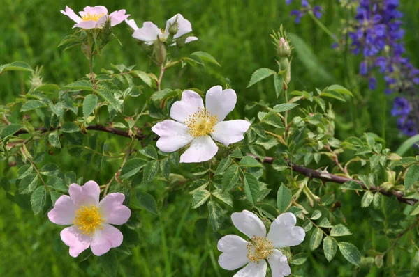 Primavera Flores Arbusto Rosa Selvagem — Fotografia de Stock