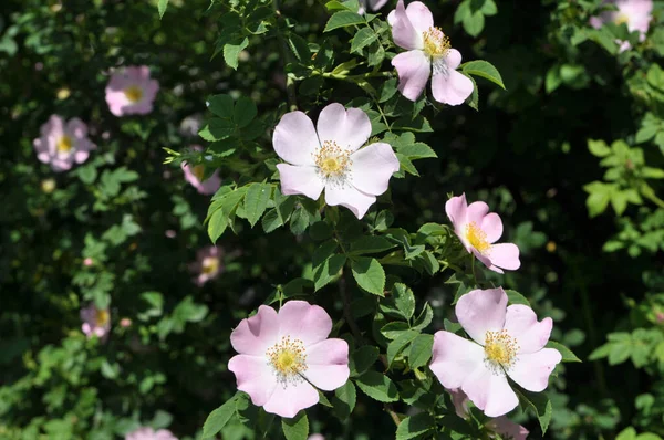 Primavera Flores Arbusto Rosa Selvagem — Fotografia de Stock