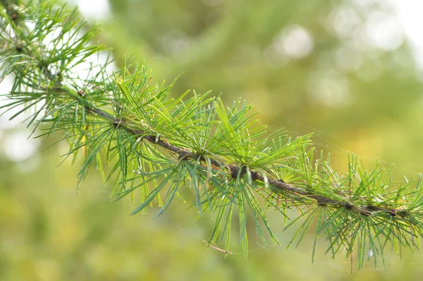 Green Branch Larch Tree Growing Forest — Stock Photo, Image