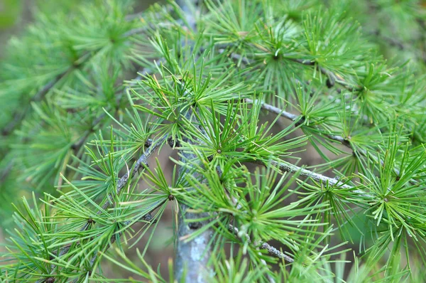 Grüner Zweig Der Lärche Wächst Wald — Stockfoto