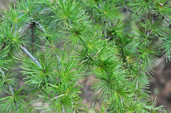 Ramo Verde Larício Crescendo Floresta — Fotografia de Stock