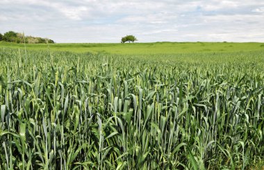Tarlada yeşil buğday yetiştirirken