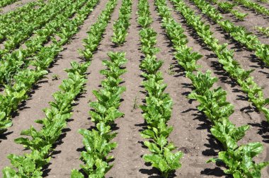 Baharda, çiftçinin tarlasında şeker pancarı büyür.