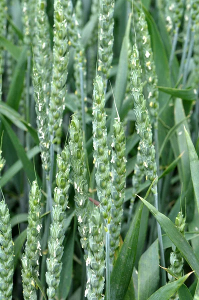Farm Field Growing Green Winter Wheat — Stock Photo, Image