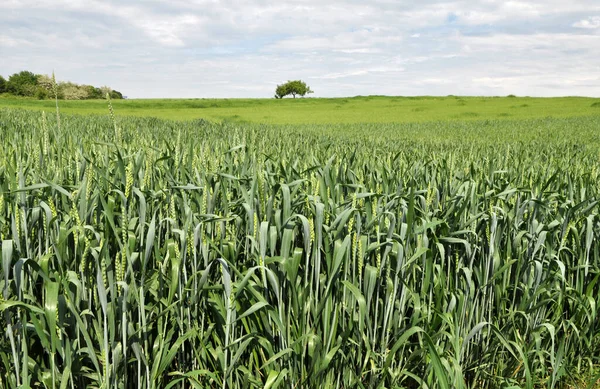 On the farm field growing green winter wheat