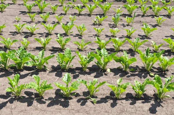 Primavera Beterraba Sacarina Cresce Campo Agricultor — Fotografia de Stock