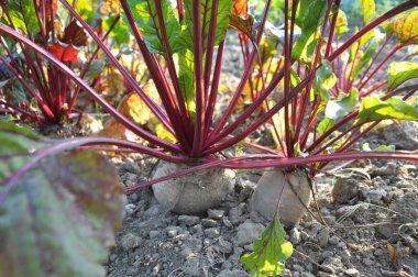 Kırmızı pancar açık organik sularda yetişir.
