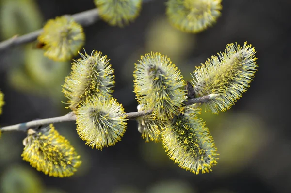 Primavera Rama Sauce Salix Caprea Florece Naturaleza — Foto de Stock