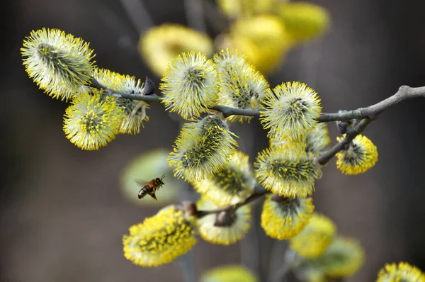 Primavera Rama Sauce Salix Caprea Florece Naturaleza — Foto de Stock