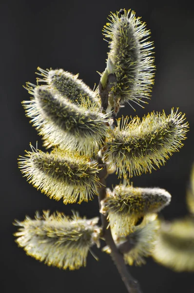 Tavasszal Fűzfa Salix Caprea Virágzik Természetben — Stock Fotó