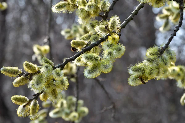 Primavera Rama Sauce Salix Caprea Florece Naturaleza — Foto de Stock