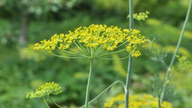 In the open ground in the garden grows vegetable dill