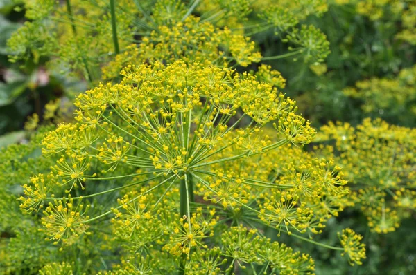 Freiland Garten Wächst Gemüse Dill — Stockfoto