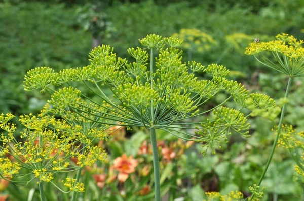 Volle Grond Tuin Groeit Groentedille — Stockfoto