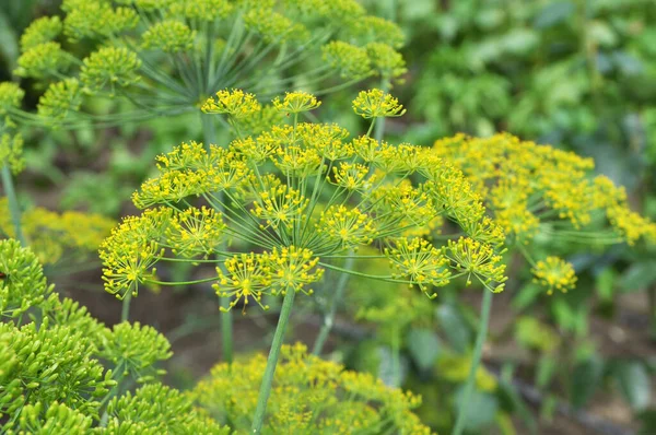 Campo Abierto Jardín Crece Eneldo Vegetal — Foto de Stock