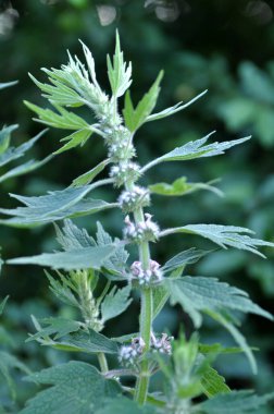 Otların arasındaki çayırlarda büyüyen ve açan köpek ısırgan otları beş ağızlıdır (Leonurus quinquelobatus)