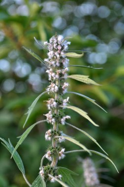 Otların arasındaki çayırlarda büyüyen ve açan köpek ısırgan otları beş ağızlıdır (Leonurus quinquelobatus)