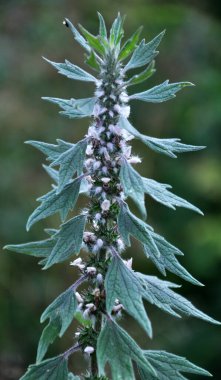 Otların arasındaki çayırlarda büyüyen ve açan köpek ısırgan otları beş ağızlıdır (Leonurus quinquelobatus)