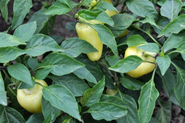 Açık arazide tatlı biber yetişir.