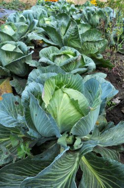 Bahçedeki organik açık alanda lahana yetişiyor.