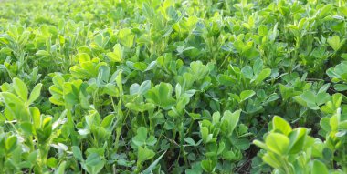 Bahar tarlasında genç yoncalar büyür.