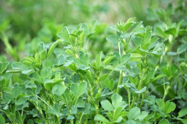 Bahar tarlasında genç yoncalar büyür.