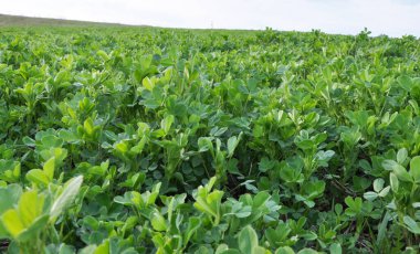 Bahar tarlasında genç yoncalar büyür.