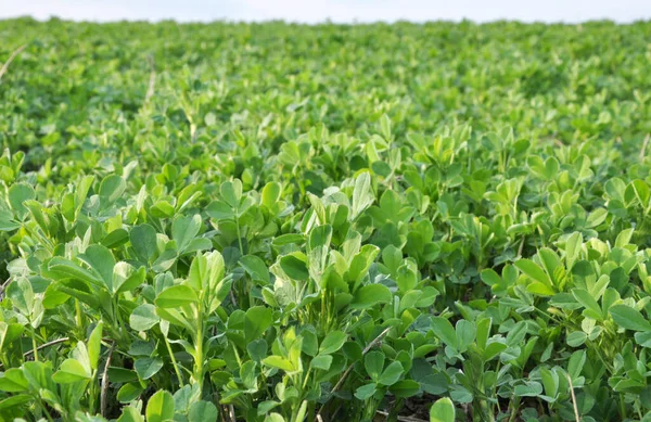 Spring Farm Field Young Alfalfa Grows — Stock Photo, Image