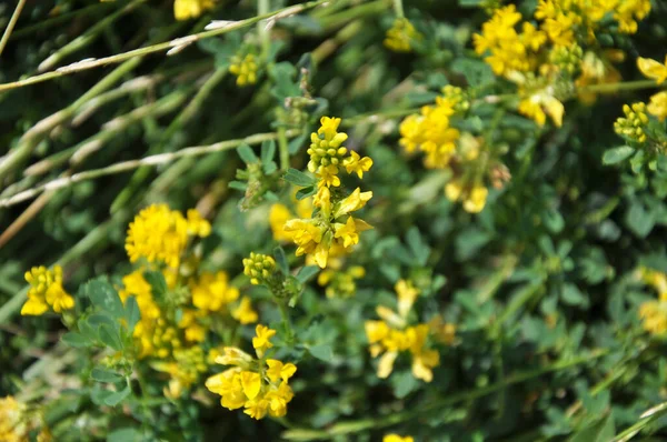 Alfalfa Srpen Medicago Falcata Kvete Přírodě — Stock fotografie