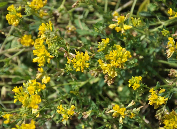 Серп Люцерны Medicago Falcata Расцветает Природе — стоковое фото