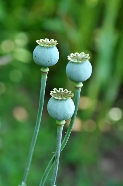 Poppy Com Cabeças Verdes Cresce Jardim — Fotografia de Stock